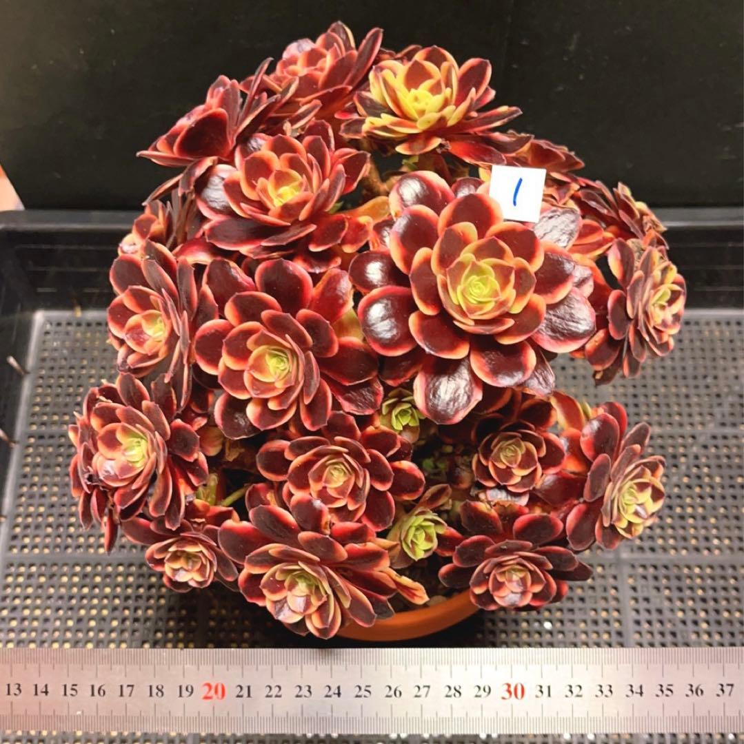 アエオニウム 99999