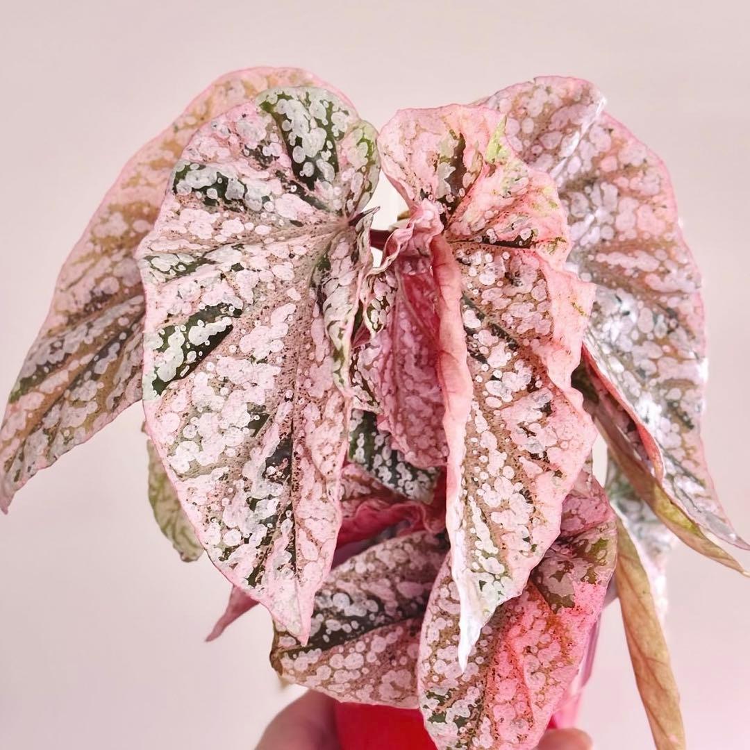 2 Begonia  Capped pink ベゴニア スノーキャップド