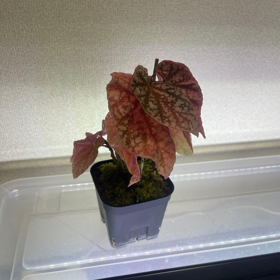 2 Begonia  Capped pink ベゴニア スノーキャップド