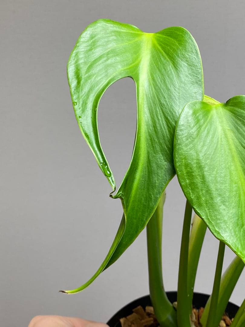 h*o様 【棚整理セール‼️】モンステラ　バールマルクス　希少　レア　人気‼️