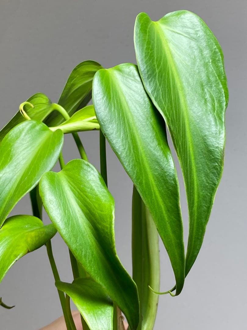 h*o様 【棚整理セール‼️】モンステラ　バールマルクス　希少　レア　人気‼️