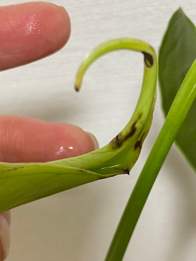 h*o様 【棚整理セール‼️】モンステラ　バールマルクス　希少　レア　人気‼️