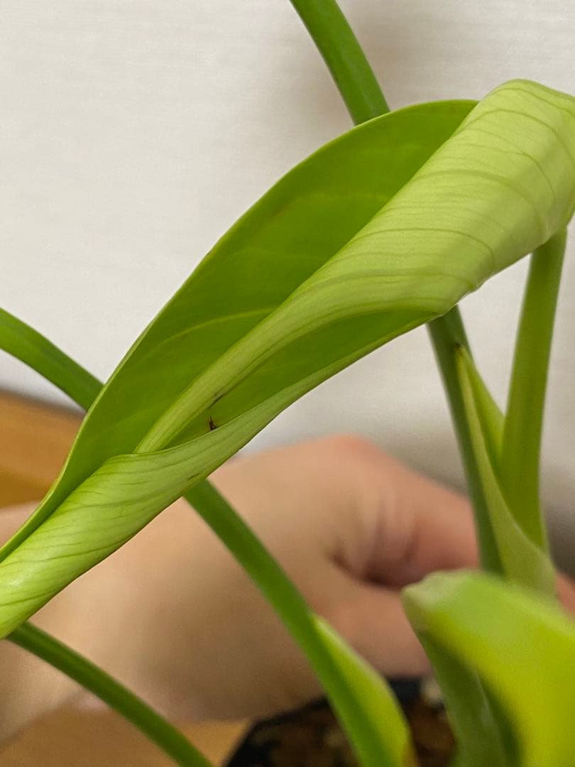 h*o様 【棚整理セール‼️】モンステラ　バールマルクス　希少　レア　人気‼️