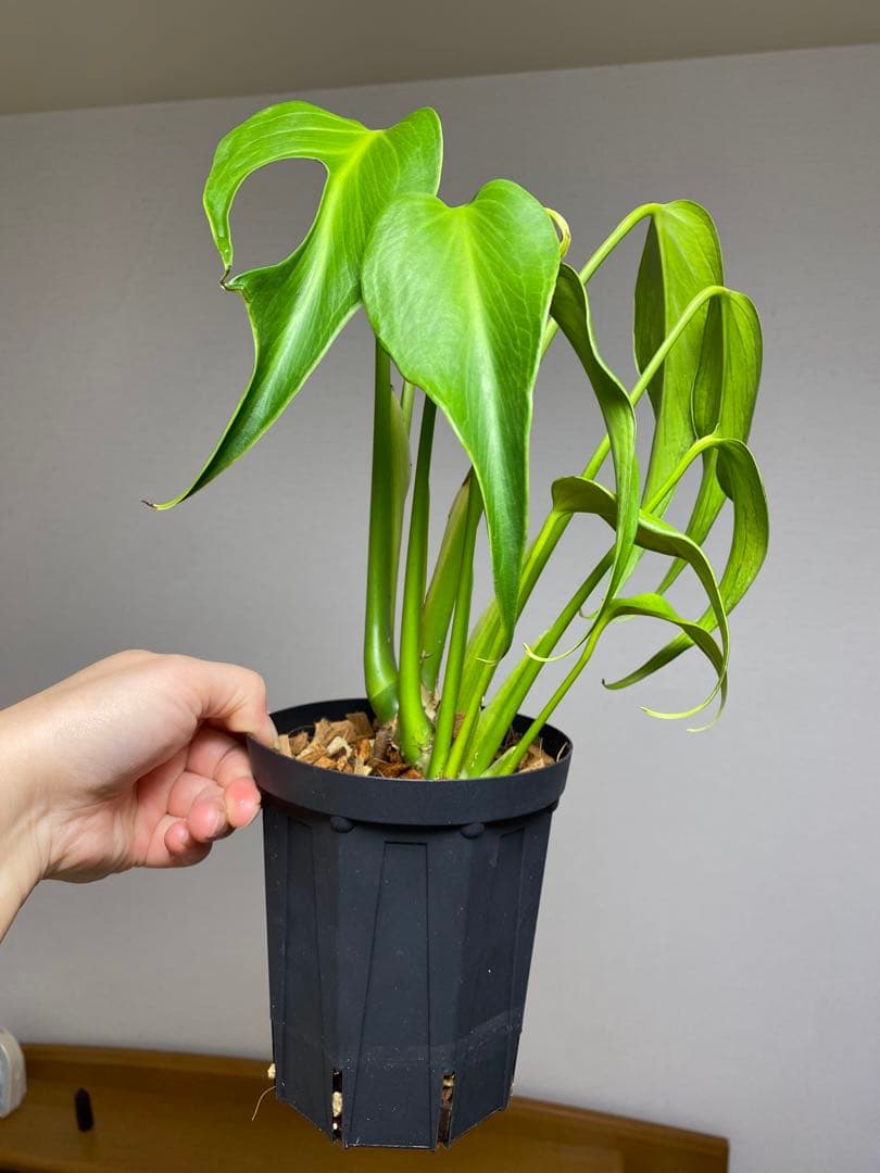 h*o様 【棚整理セール‼️】モンステラ　バールマルクス　希少　レア　人気‼️