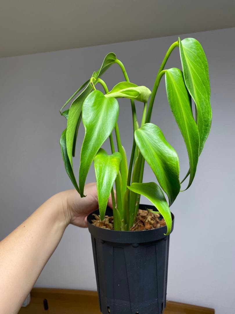 h*o様 【棚整理セール‼️】モンステラ　バールマルクス　希少　レア　人気‼️