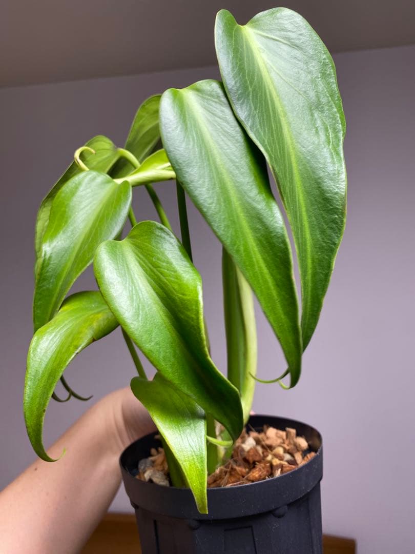 h*o様 【棚整理セール‼️】モンステラ　バールマルクス　希少　レア　人気‼️