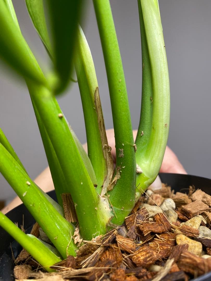 h*o様 【棚整理セール‼️】モンステラ　バールマルクス　希少　レア　人気‼️