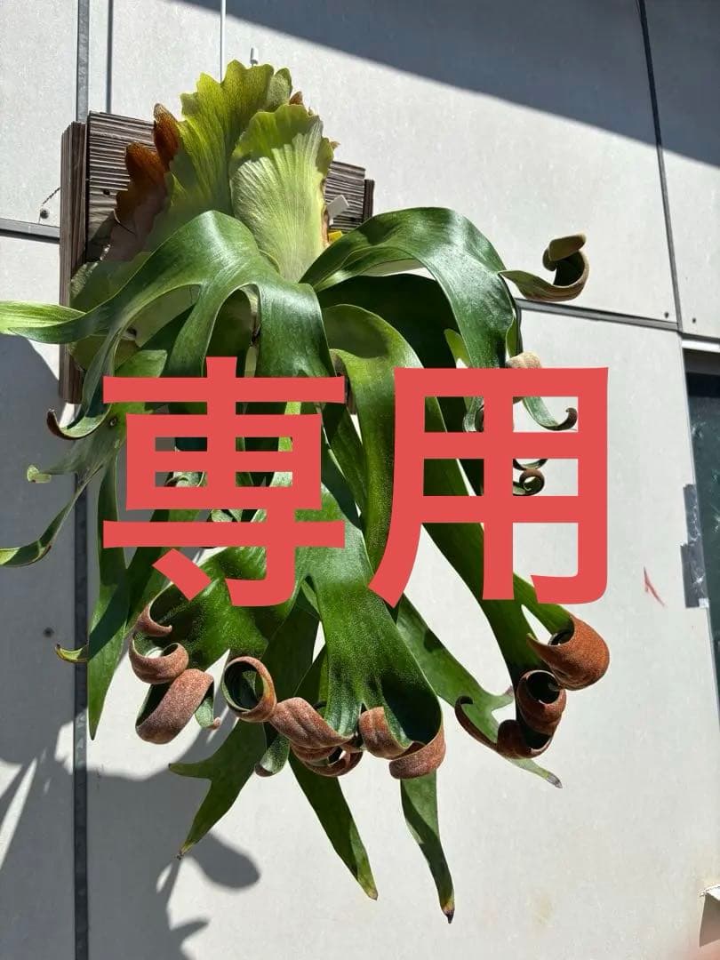 P.Foong Siqi(original) vp由来