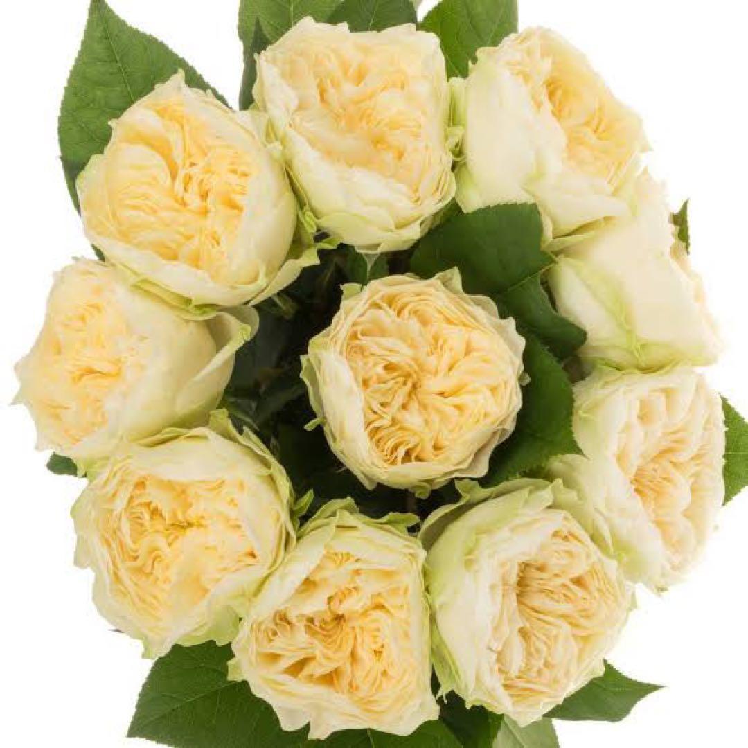 切り花品種バラ苗　レアバラ 　Lovely Harpe♡ Rose