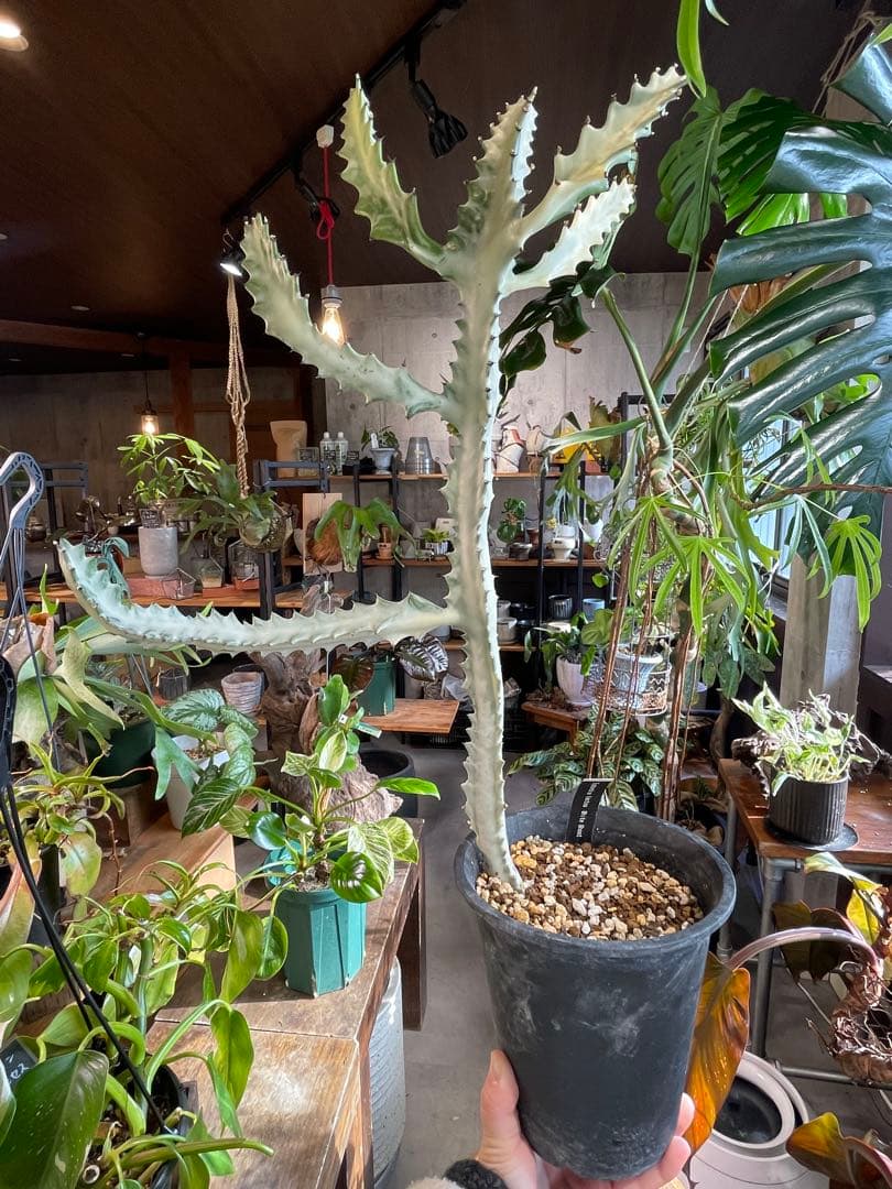 ユーフォルビア・ホワイトゴースト