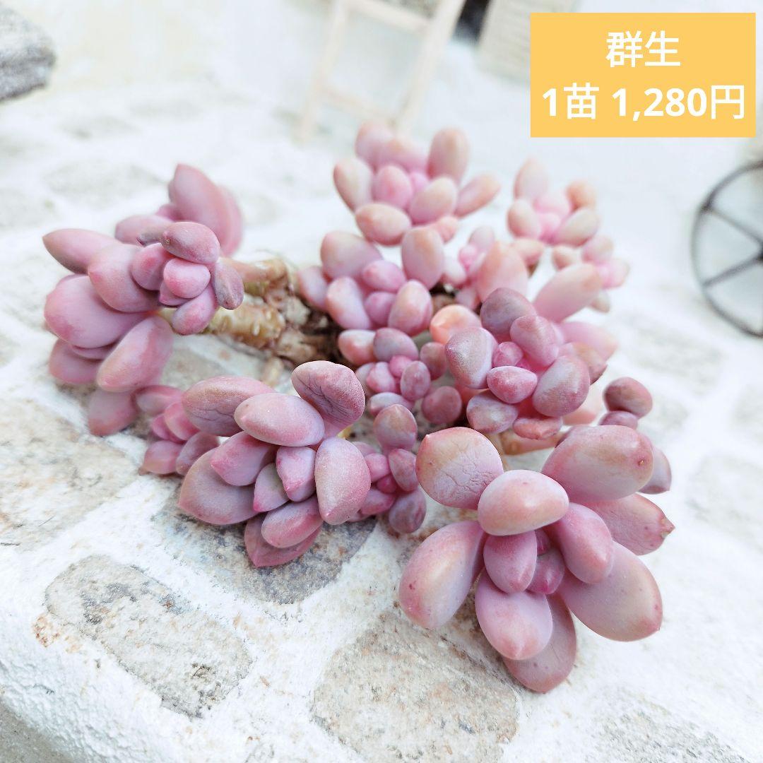 アリソン(群生)◎多肉植物 カット苗 輸入苗 エケベリア等