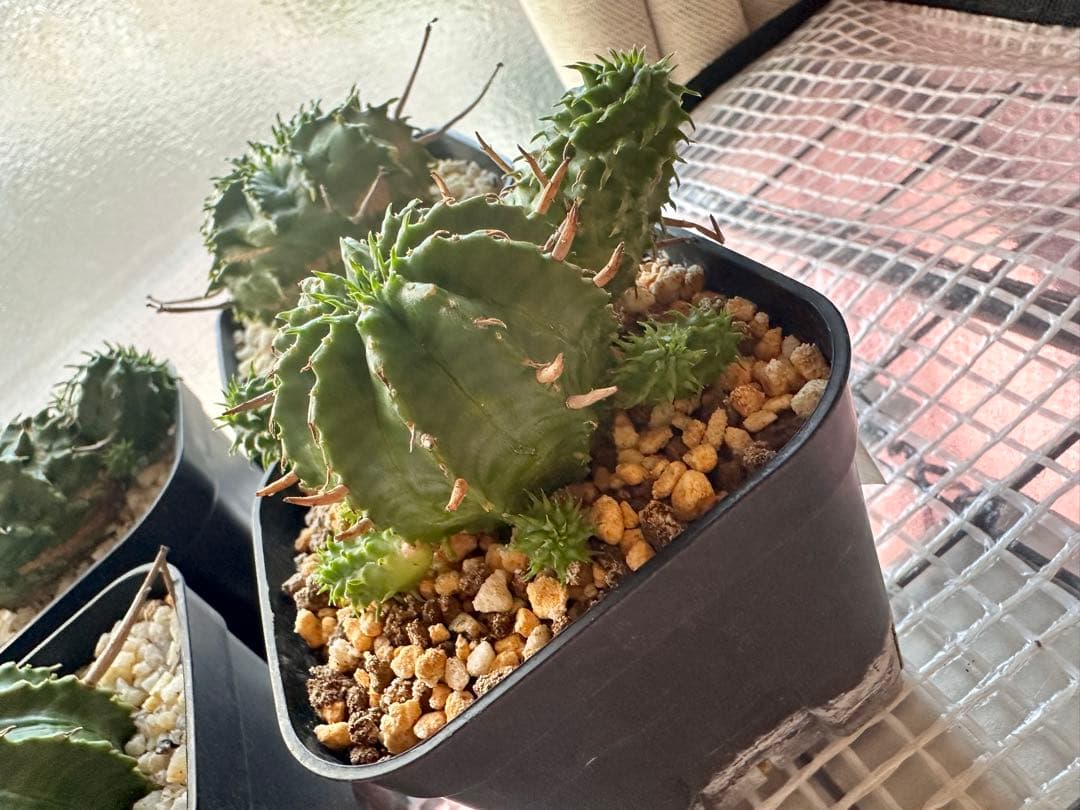 ユーフォルビアバリダ　⭐︎カキコ付き