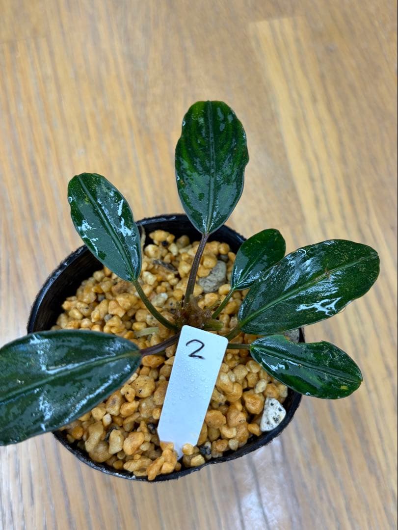 貴*ア様 ⭐︎ブセファランドラ モトレィアーナ ② 濃青個体 /パダワン　根伏せ