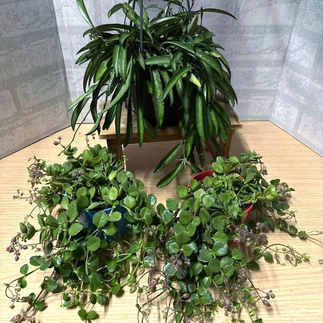 ♦️専用です♦️