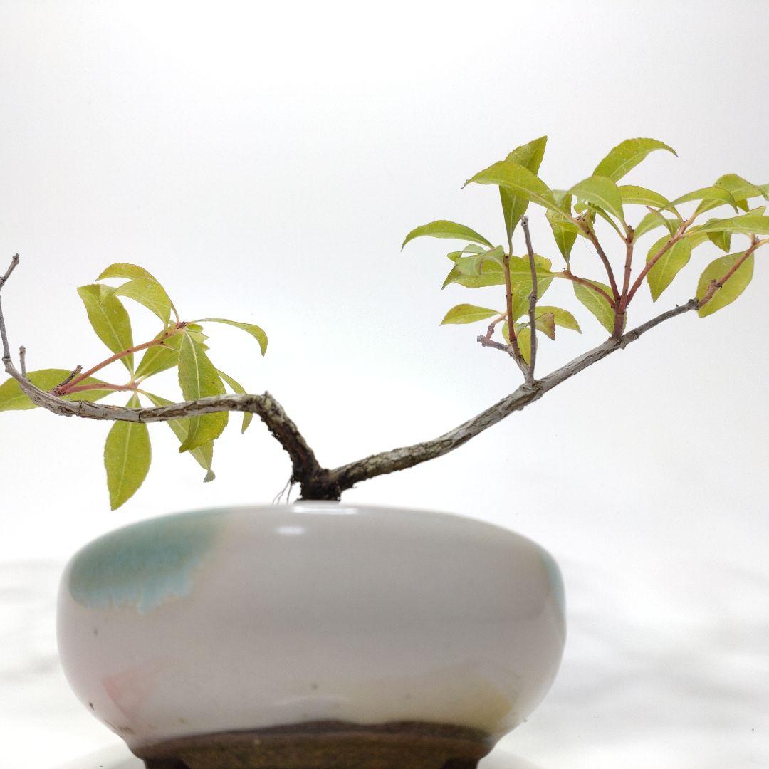 馬酔木（アセビ）盆栽 SS014