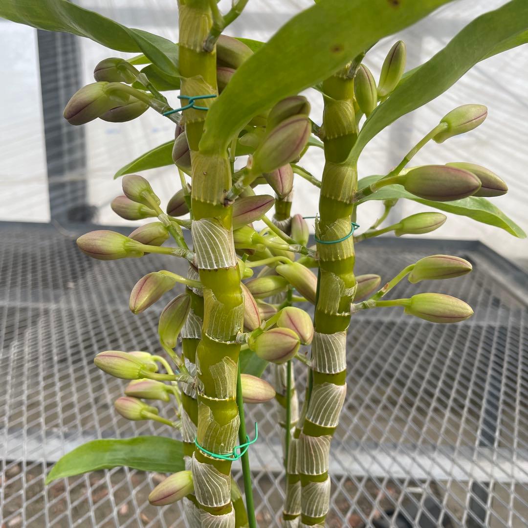 【chunta3】コガネ　ヒミコまとめ買い2点