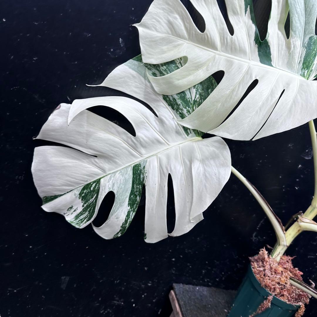 h*i様 斑入りモンステラ ホワイトタイガー極美大株70cm白斑多
