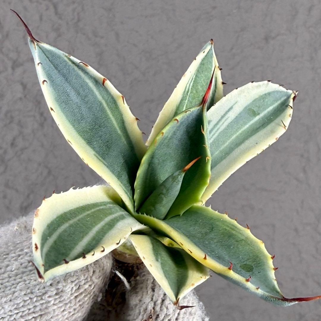 r*y様 【アガベ パリー“オリザバ”】最高コントラスト/明瞭斑入り/L-1