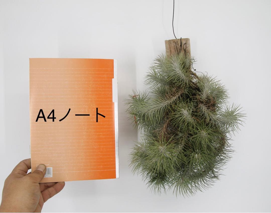 チランジア　フンキアナ