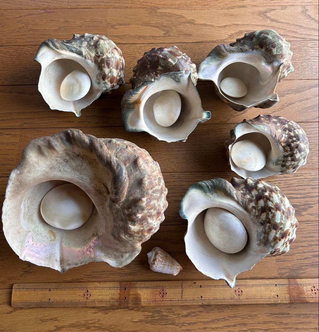 夜光貝　6個セット　ふた付き　徳之島