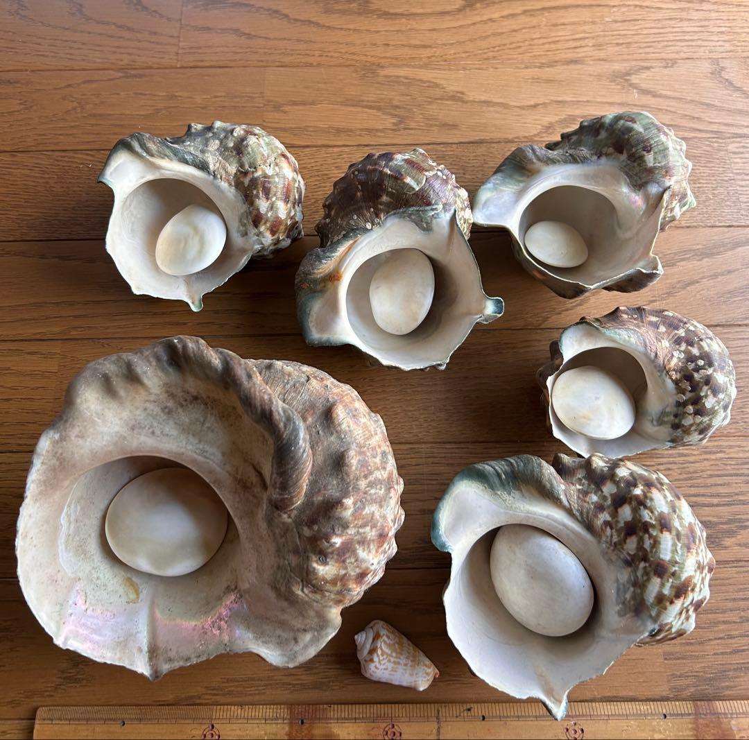 夜光貝　6個セット　ふた付き　徳之島