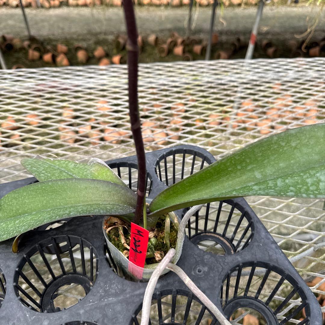 ミディー胡蝶蘭　タニータニー　速達料金込み　Sun Kisses