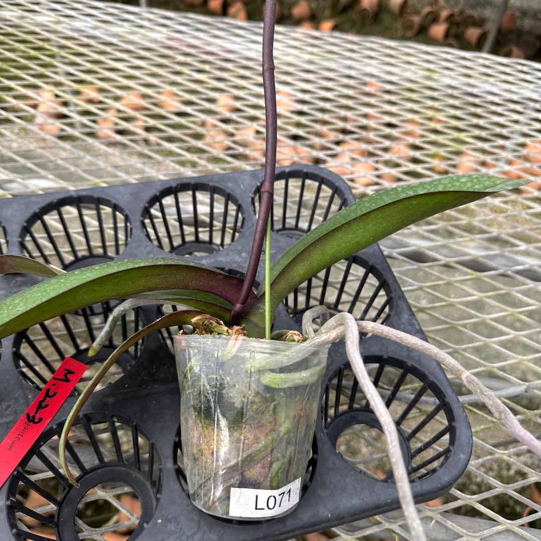 ミディー胡蝶蘭　タニータニー　速達料金込み　Sun Kisses