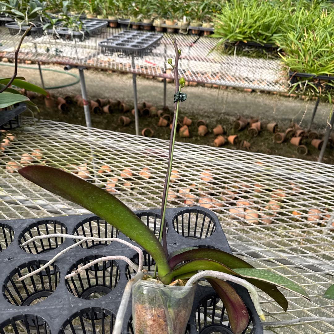 ミディー胡蝶蘭　タニータニー　速達料金込み　Sun Kisses