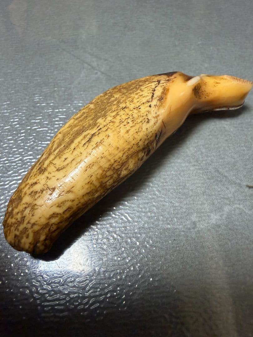 熊牙　　根付　置物　美術品 100年物 骨董品