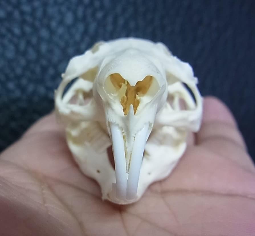 高品質　モルモット 頭骨