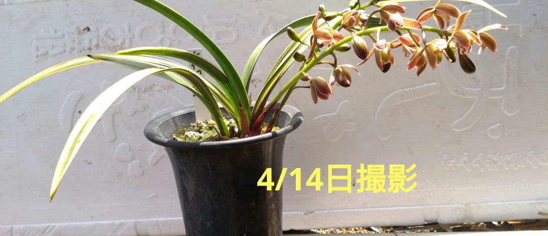 金稜辺 　キンリョウヘン　 斑入　千代田錦